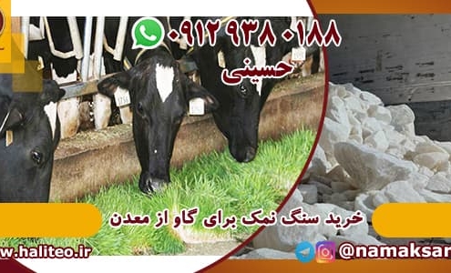 سنگ نمک برای گاو